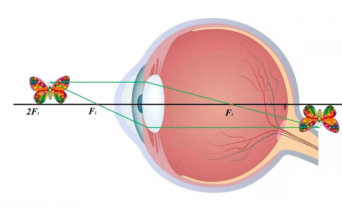 Diagrama del sistema visual.