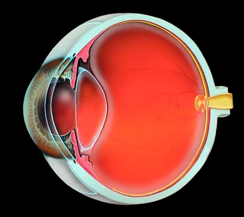 Estructura del ojo humano